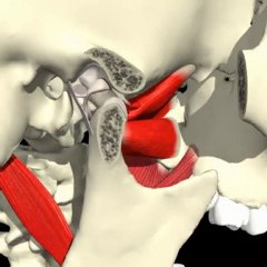 TMJ Jaw Movement Animation