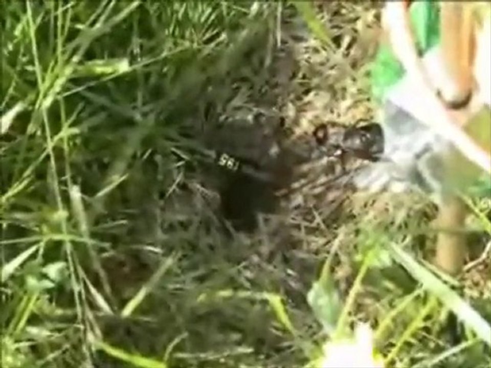 Crickets video