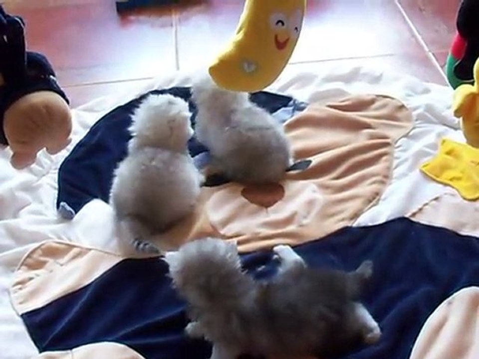 Chatons de DMOON à 3 semaines