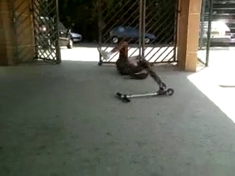Gamelle en pogo