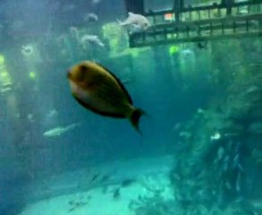 HUGE ACQUARIUM AT DUBAI MALL