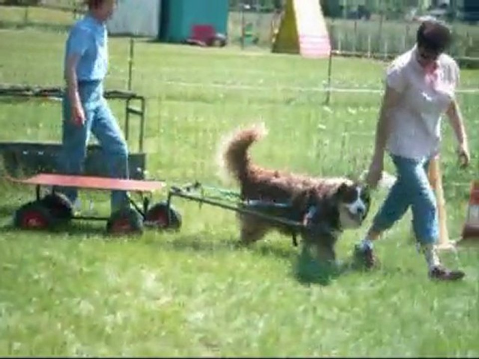 Dragon bapteme d'attelage