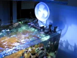 Aquarium d'eau de mer