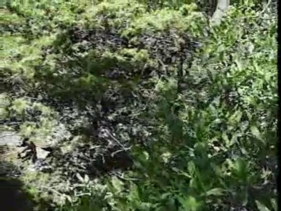 Aygır piknik alanı orman gezi