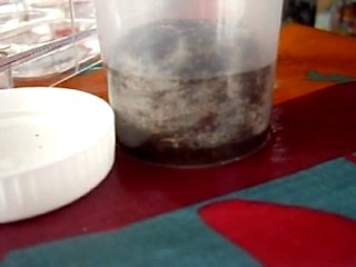 ... plante des graines