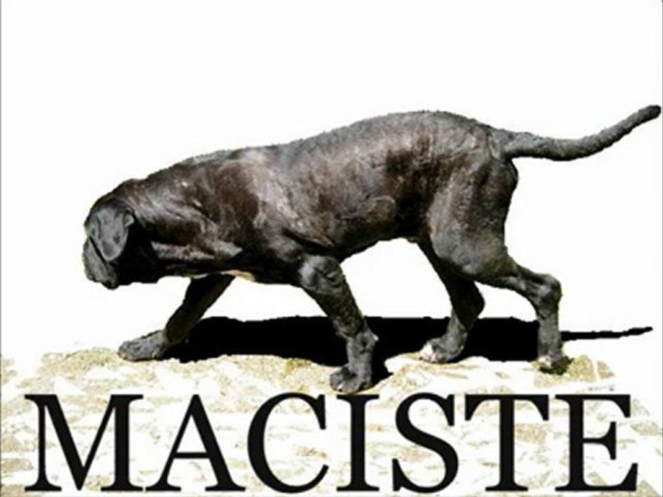 Mastino napoletano Maciste
