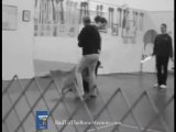 Funny Dog Training - Bad to the Bone