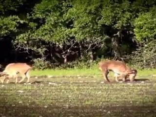 Exotic Hunting from A to Z- Aoudad Sheep to Grants Zebra