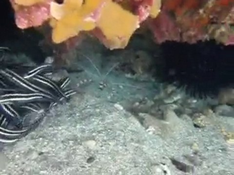 Poissons chat du lagon de Saint Pierre