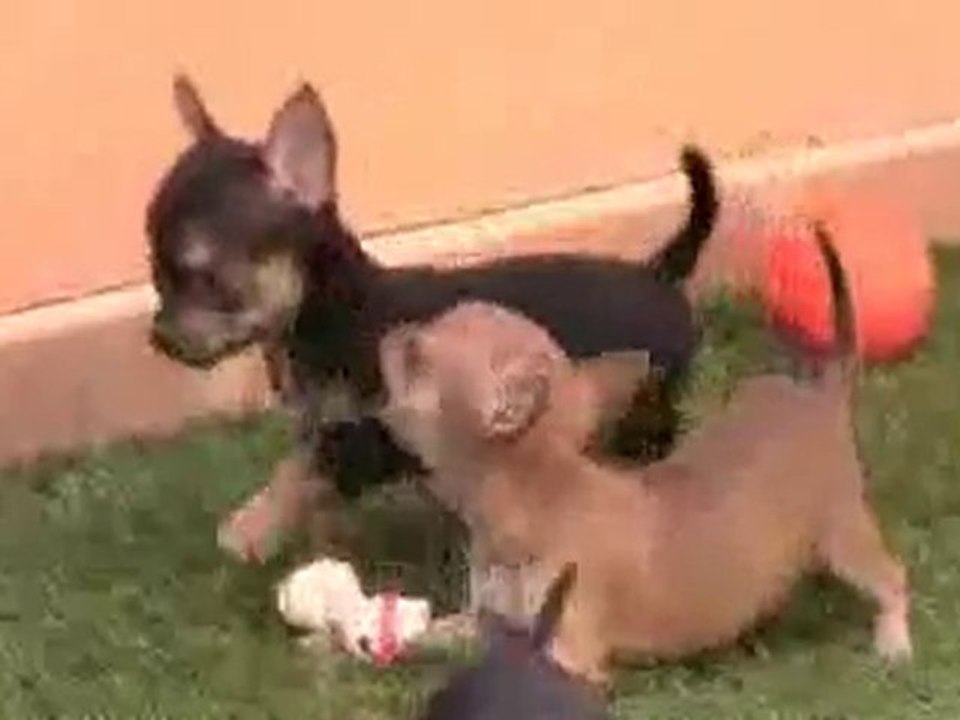 Comprar cachorro chihuahua 665 92 16 55.