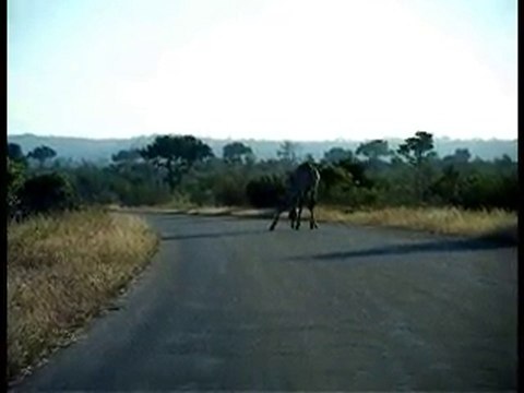 Girafes au Kruger National Park - Afrique du Sud