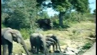 Elephants au Kruger National Park - Afrique du Sud