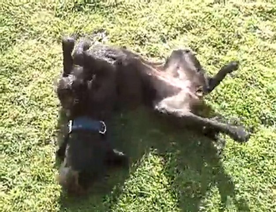 ma chienne se gratte