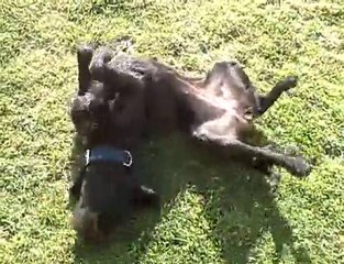 ma chienne se gratte