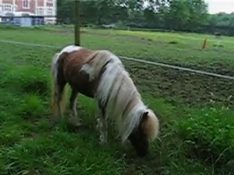 pouns 9 juin 2010 001