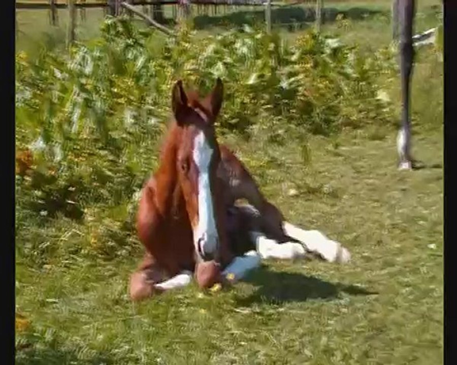 Dan'Up - Roxy ( 9 juin 2010 )