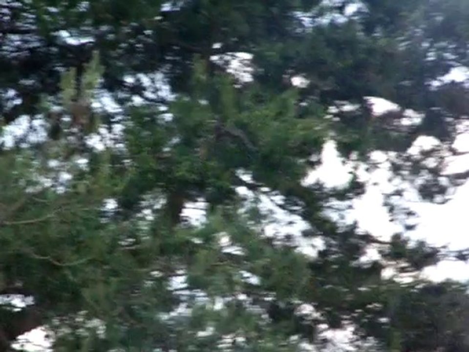 100_7077, locomotion en fête 2010