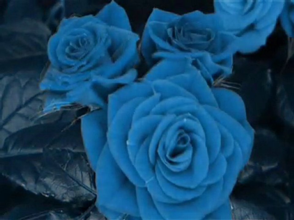 The Rose