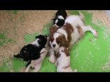 Chiots cavalier king charles