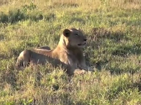 Reportour : Afrique du Sud, le safari au parc Kruger