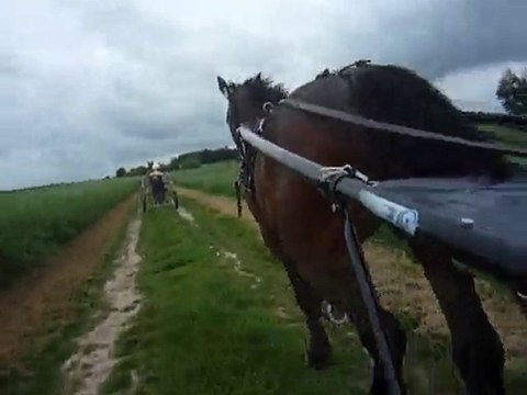 Attelage avec Rocco (trot)