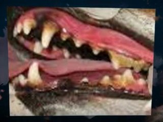 Dog Teeth Cleaning - The Easy Way