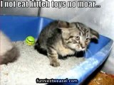 HILARIOUS Very Funny Cats 75