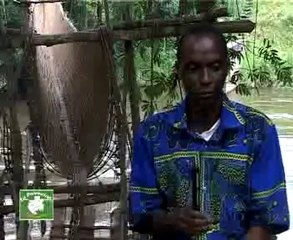 Le pont de liane de Poubara