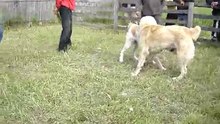 Изображение 004Гадар2