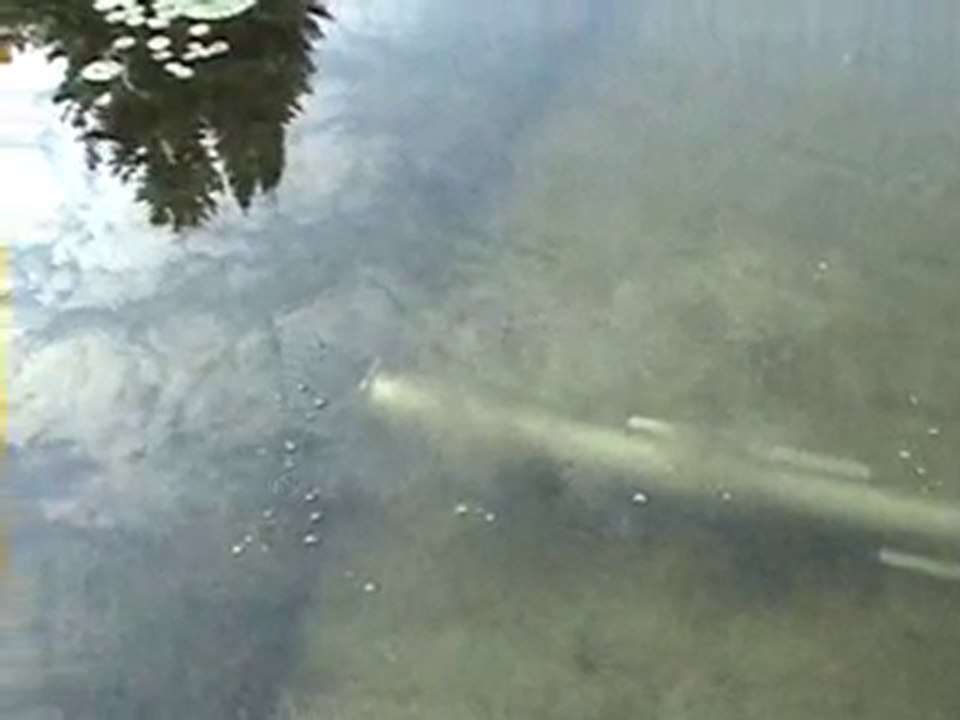 Lake Weeds? How To Control Lake Weeds in New York