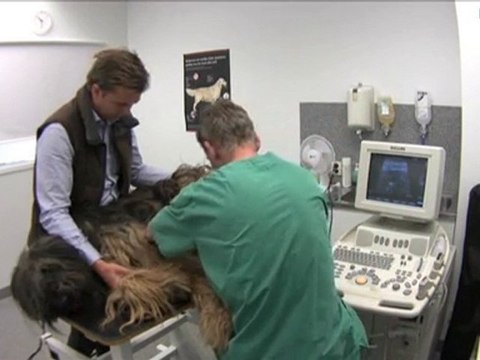 Veterinär Uppsala Län Enköping Din Veterinär ...