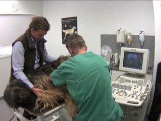 Veterinär Uppsala Län Enköping Din Veterinär ...