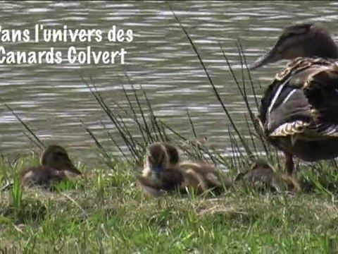 Dans l'univers des Canards Colvert