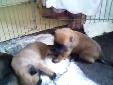 Les Bébés qui font leur premiers pas