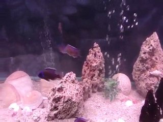 Copadichromis borleyi(Kadanga)1