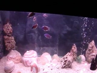 Copadichromis borleyi(Kadanga)2