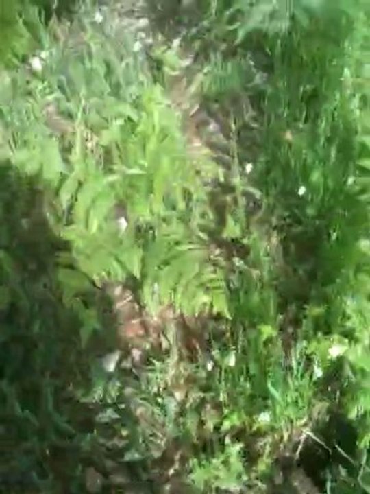 BRUNO ST HUBERT a 18h au mois de juin sur des pieds de 48h