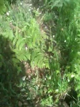 BRUNO ST HUBERT a 18h au mois de juin sur des pieds de 48h