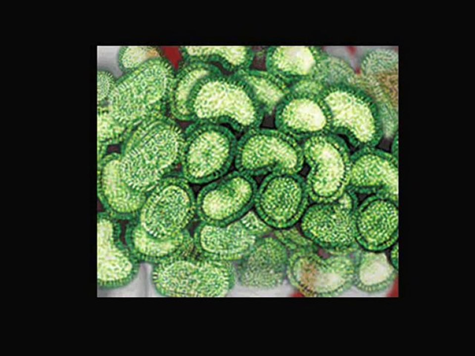 swine flu and probiotics
