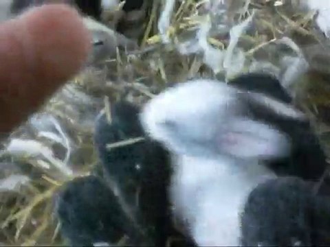 10 GÜNLÜK TAVŞAN YAVRULARI