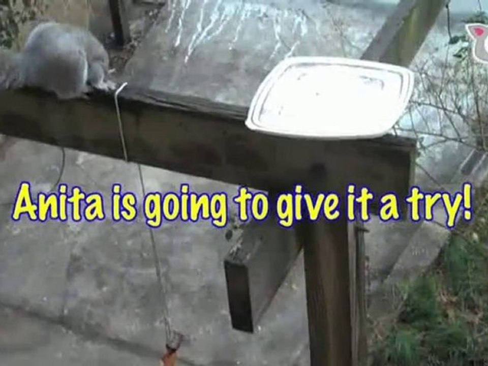 Squirrel Circus : Ultra Fur