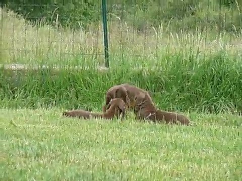 chiots dehors