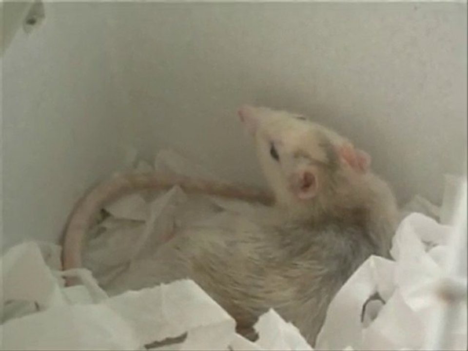 accouchement de micrus