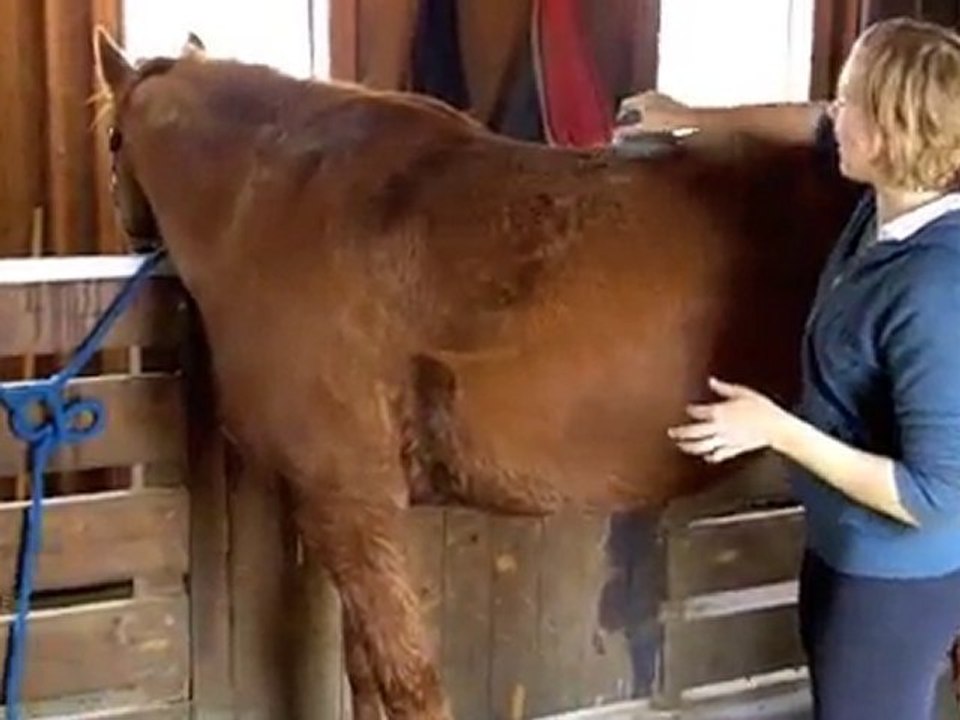 How to untack a horse
