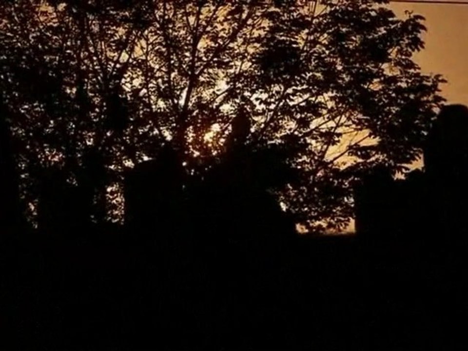 Surviving The Night Trailer