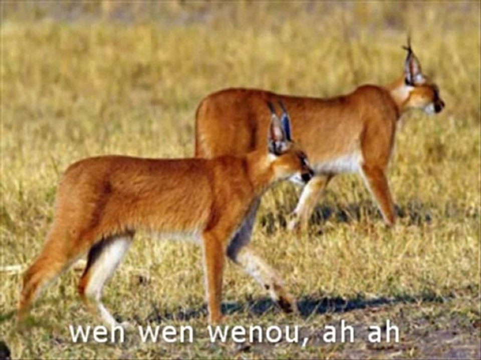 [Coupe Du Monde Afrique]Andy Liam-Savana Coupe Du Monde Afr