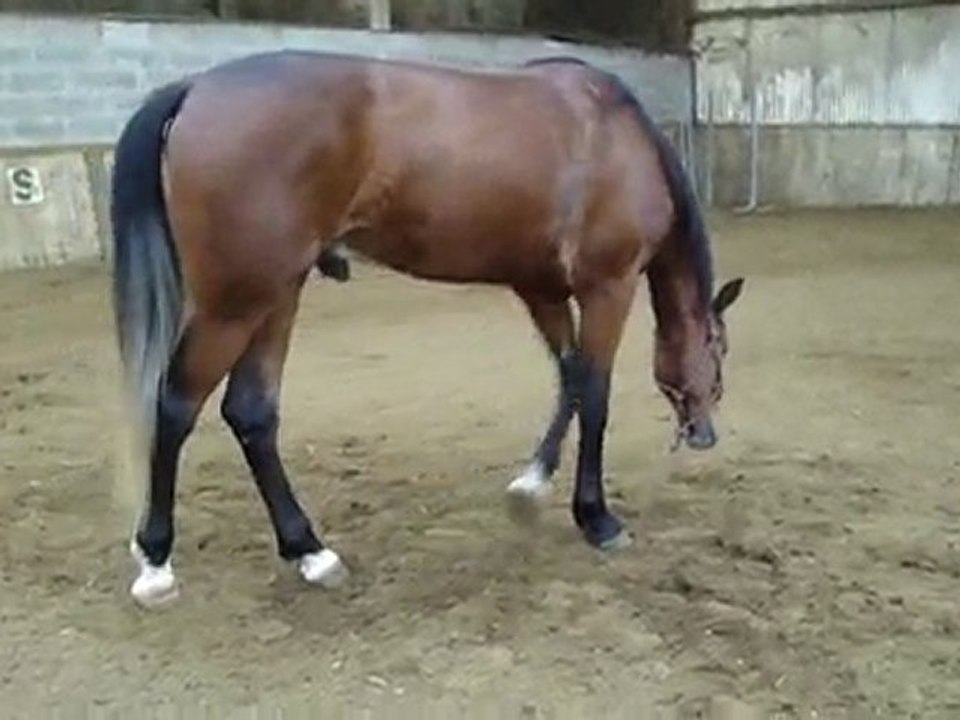 loulou