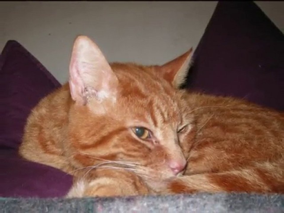 Max un Angel Guardian