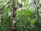 Medicinal Plants - Aristolochia indica (Siddha Medicine)
