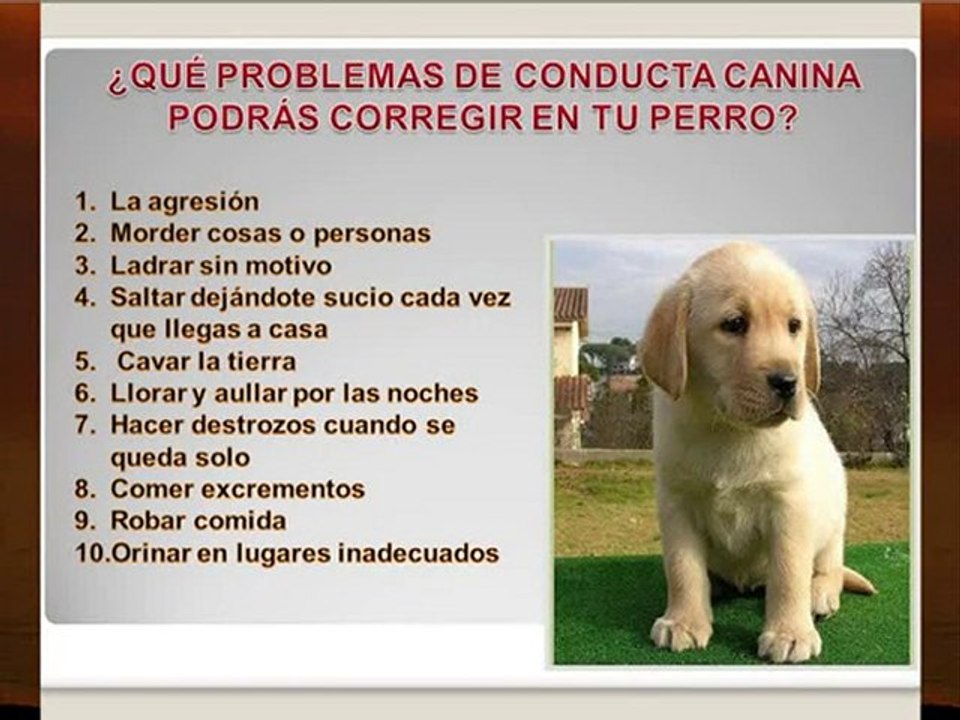Como educar a un perro